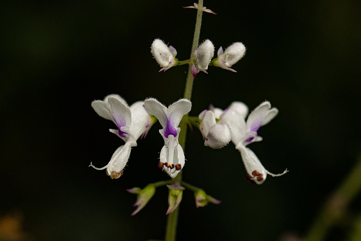 Plectranthus swynnertonii