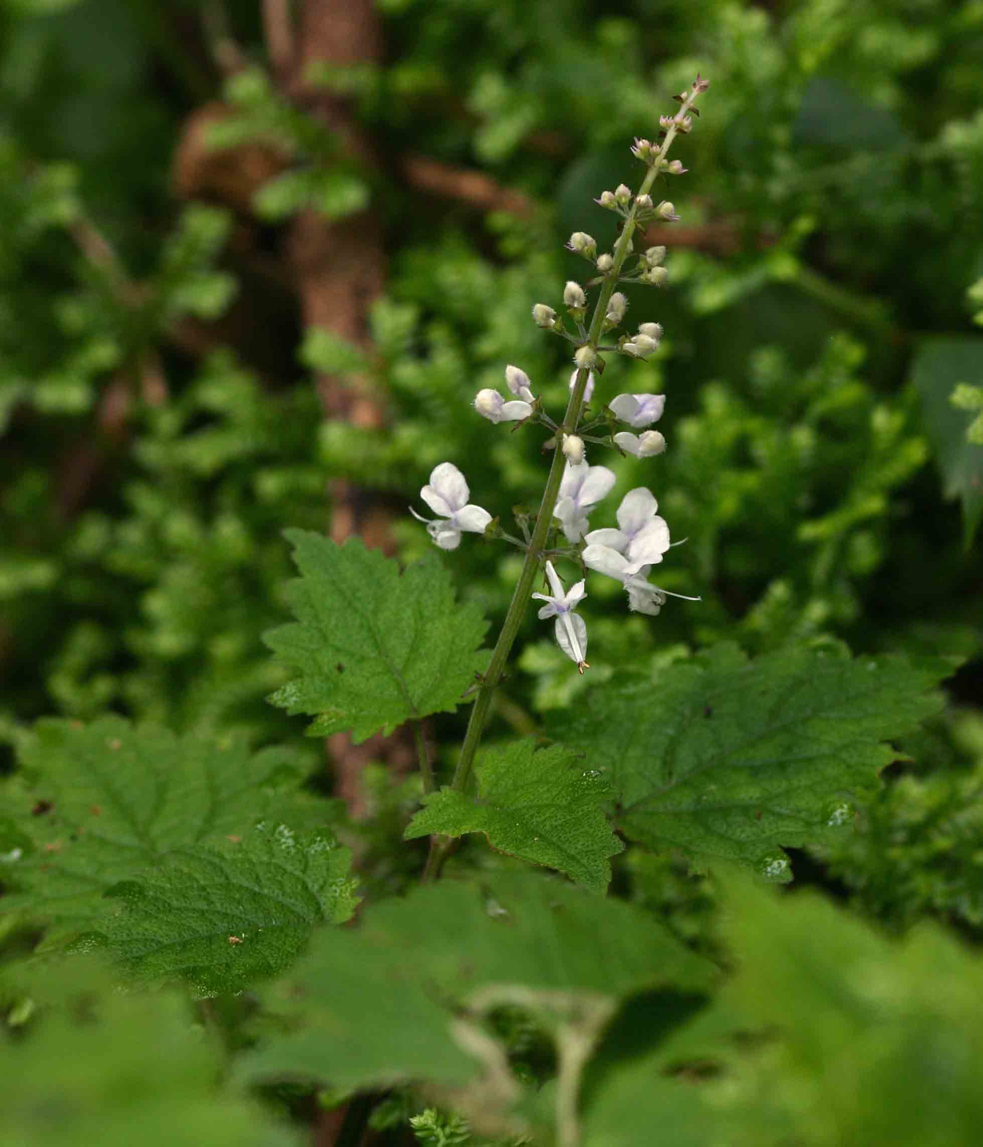 Plectranthus swynnertonii