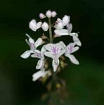 Plectranthus swynnertonii