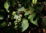 Plectranthus swynnertonii