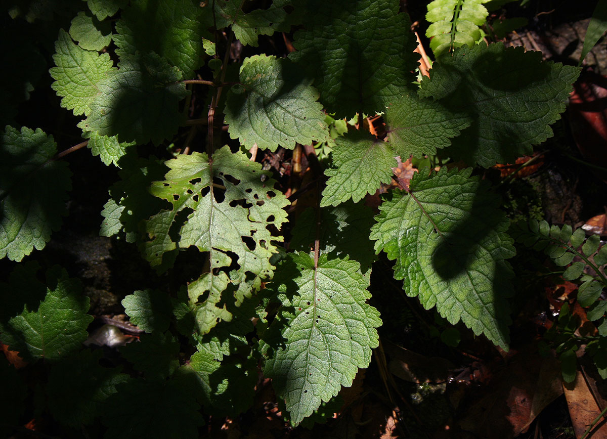 Plectranthus swynnertonii