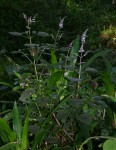 Plectranthus swynnertonii