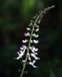 Plectranthus swynnertonii