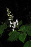 Plectranthus swynnertonii