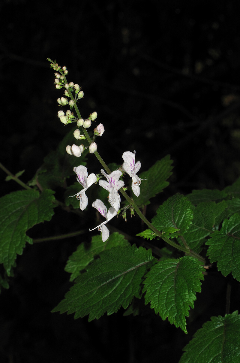 Plectranthus swynnertonii
