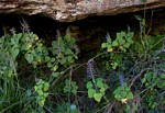 Coleus thyrsoideus