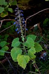 Coleus thyrsoideus