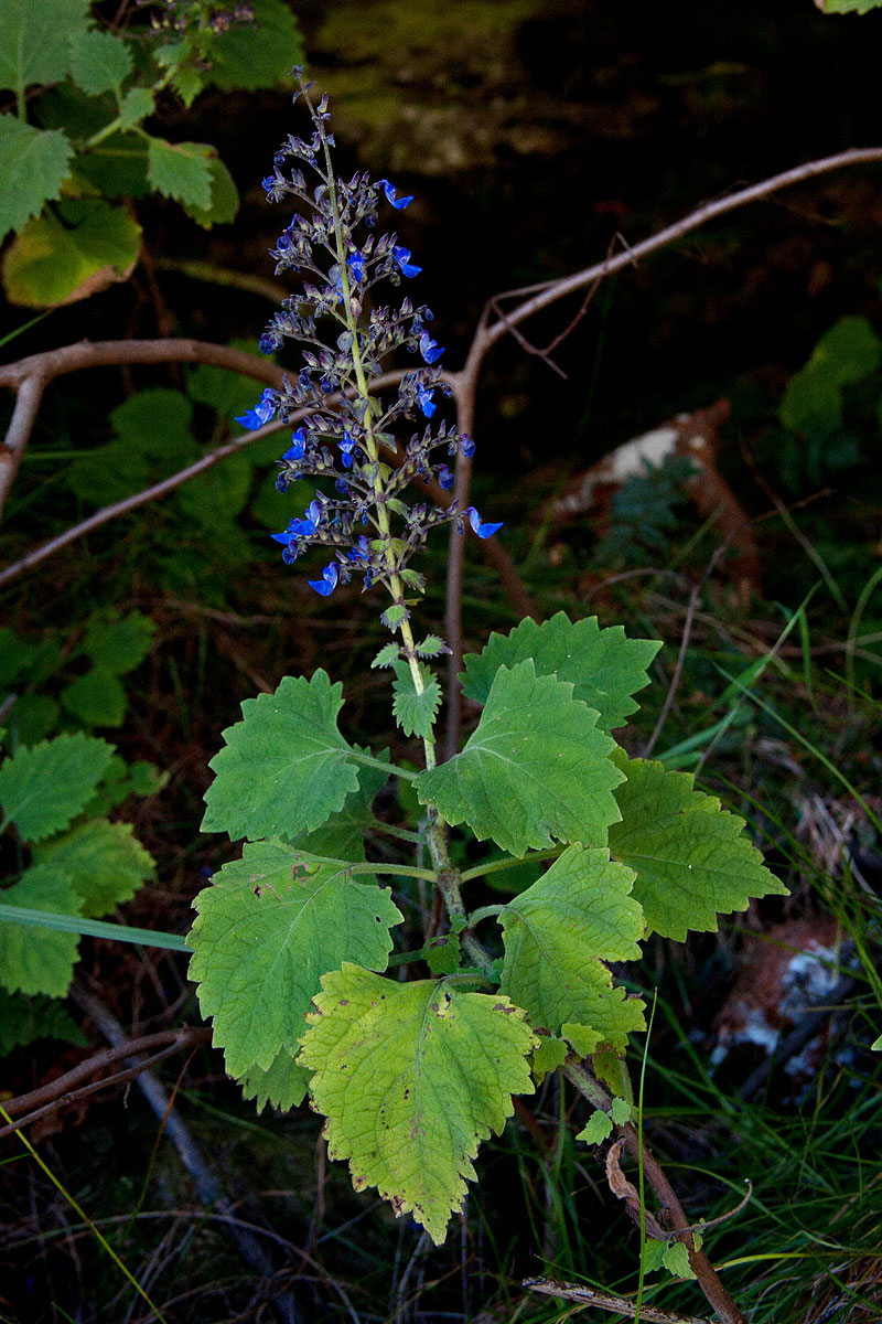 Coleus thyrsoideus