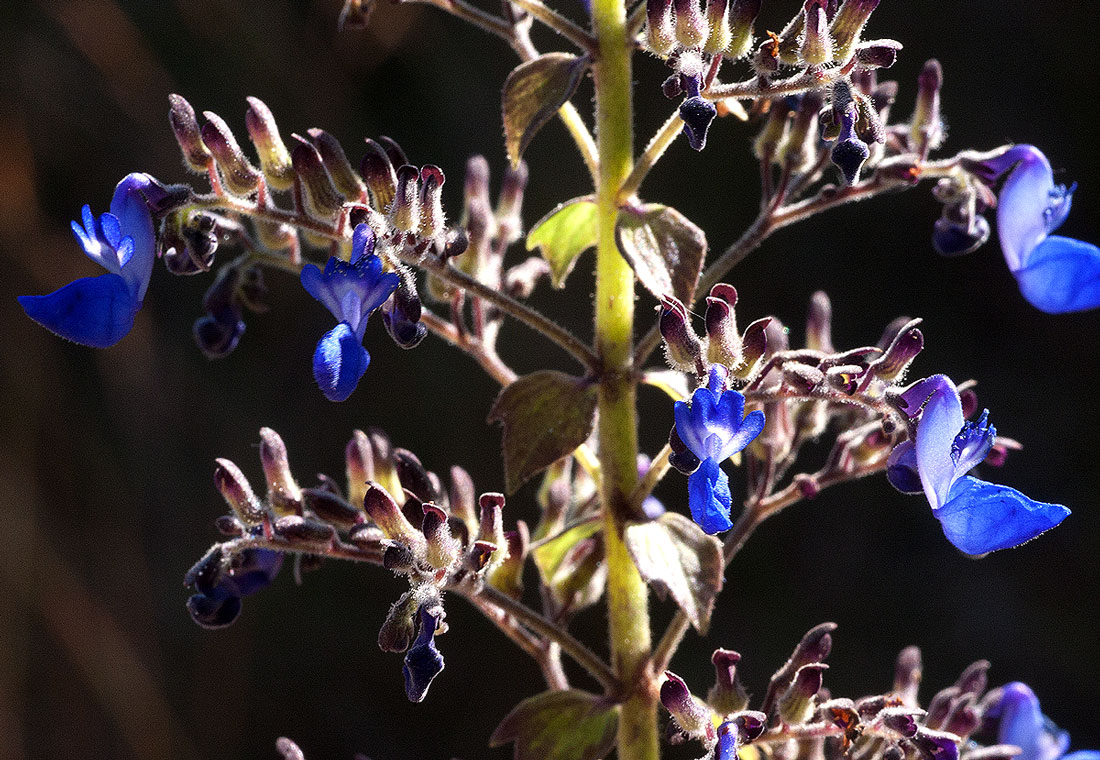 Coleus thyrsoideus