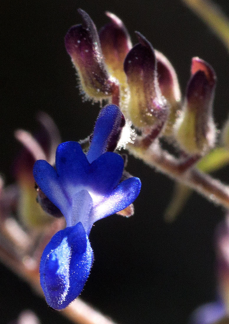 Coleus thyrsoideus