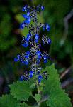 Coleus thyrsoideus