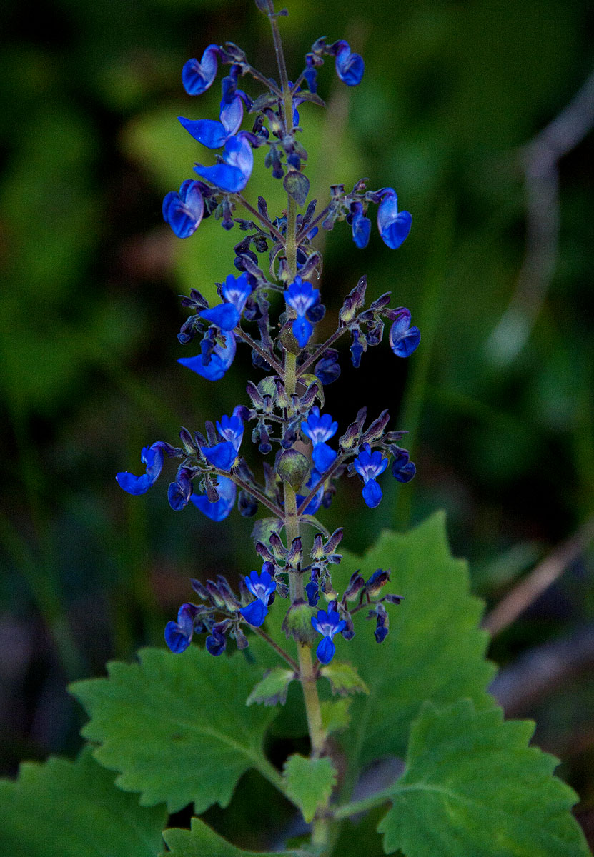 Coleus thyrsoideus