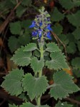 Coleus thyrsoideus