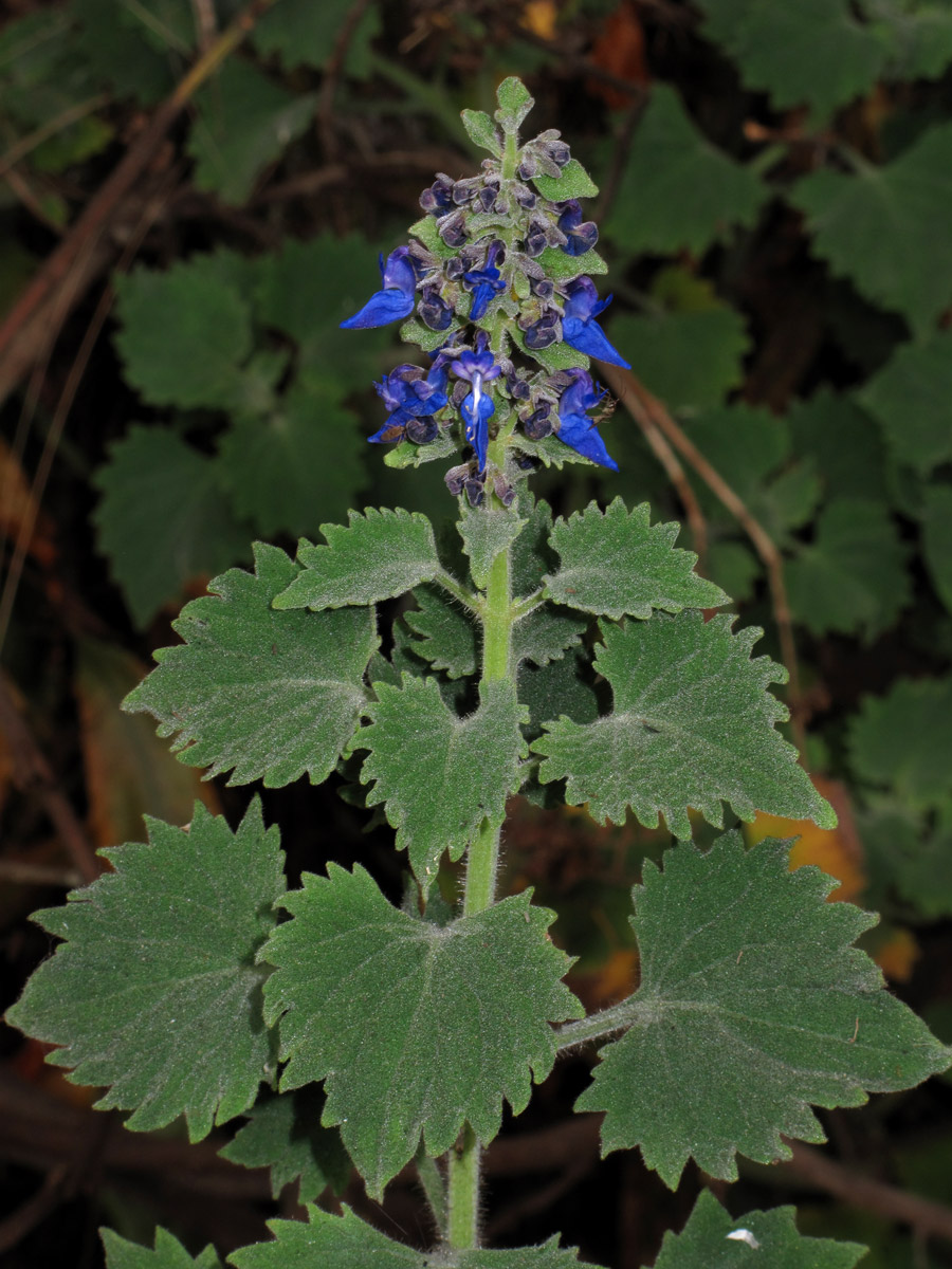 Coleus thyrsoideus