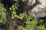 Coleus thyrsoideus