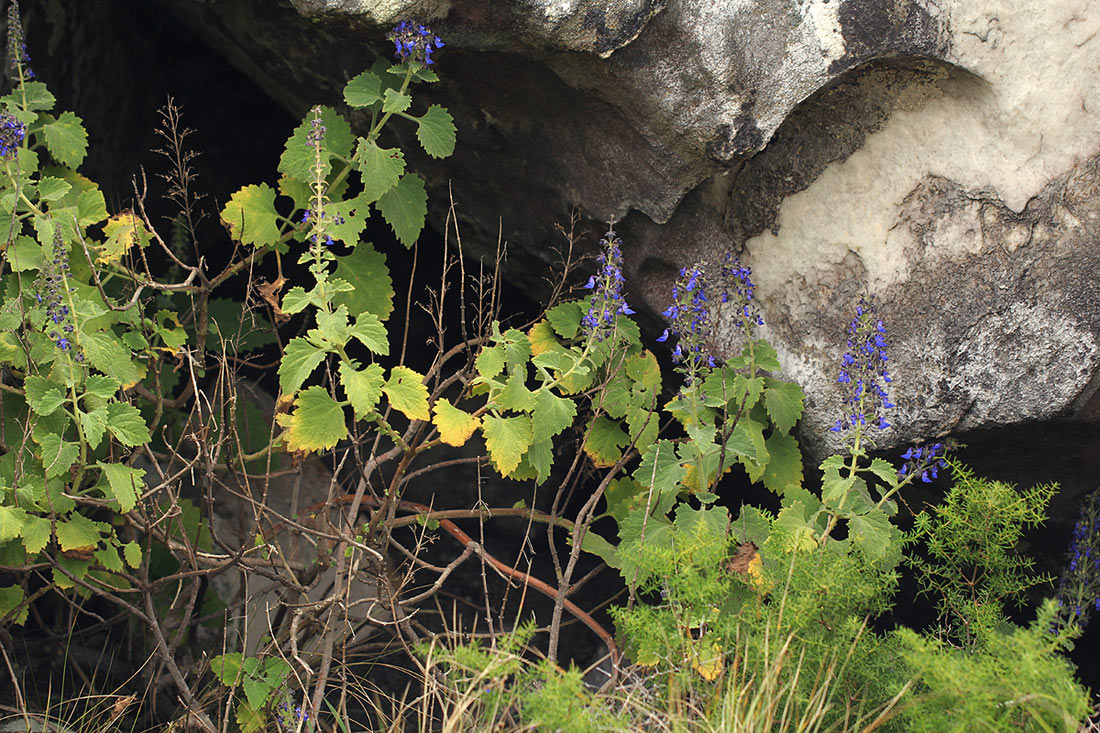 Coleus thyrsoideus
