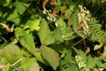 Coleus sessilifolius