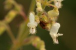 Coleus sessilifolius