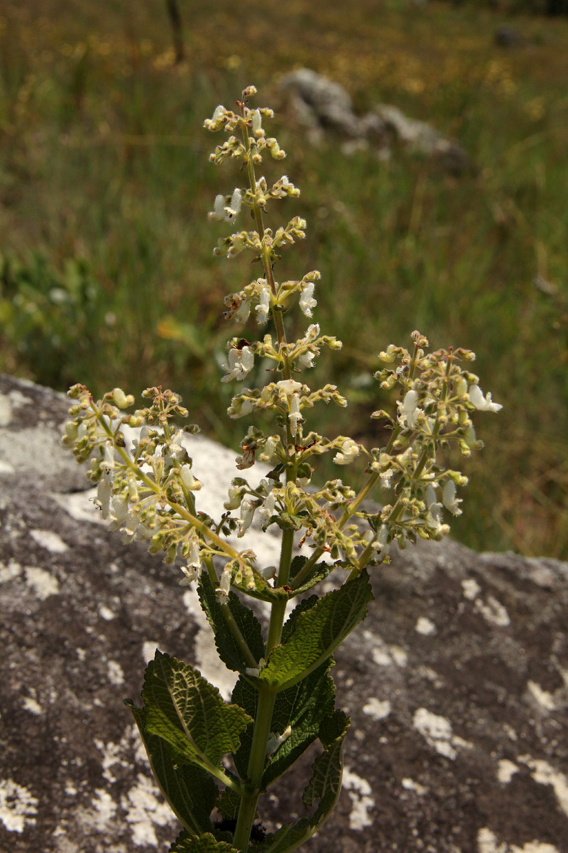 Coleus sessilifolius