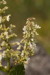 Coleus sessilifolius