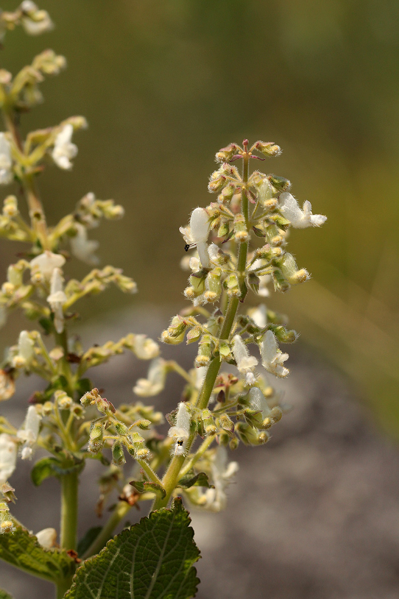 Coleus sessilifolius