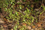 Coleus rhodesianum