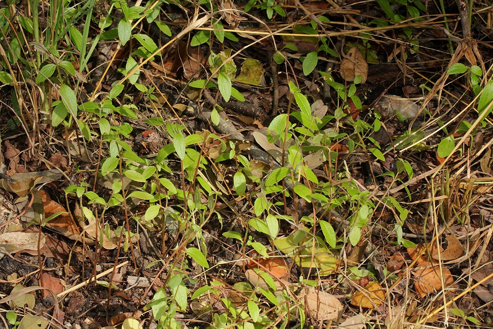 Coleus rhodesianum