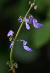 Coleus bojeri
