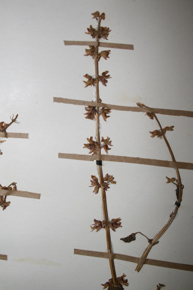 Coleus bojeri
