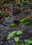 Coleus bojeri