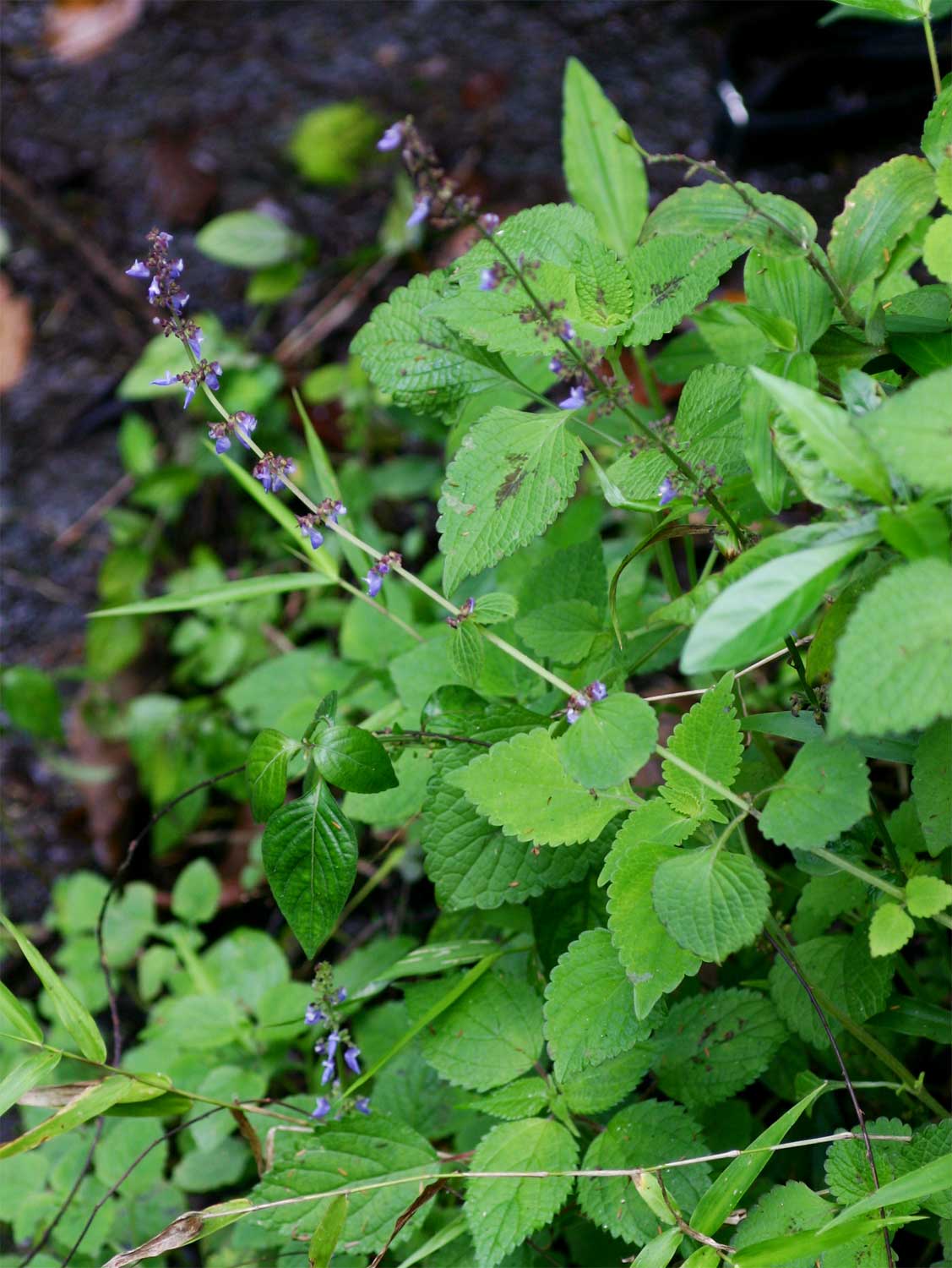 Coleus bojeri