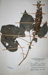 Coleus shirensis