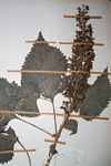Coleus shirensis