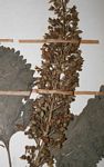 Coleus shirensis