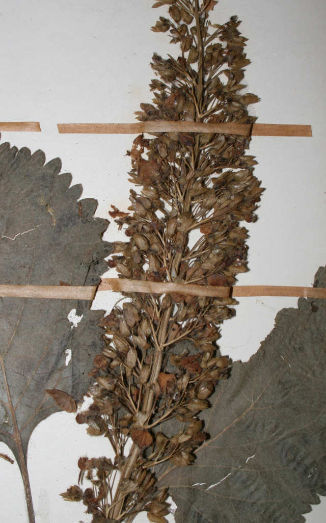 Coleus shirensis