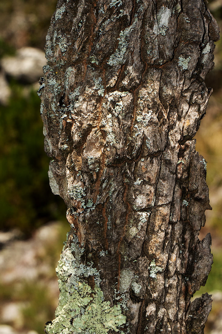 Syncolostemon flabellifolius