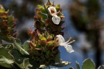 Syncolostemon flabellifolius