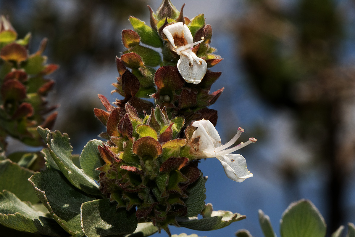 Syncolostemon flabellifolius