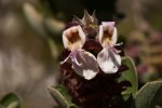 Syncolostemon flabellifolius