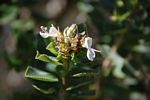 Syncolostemon flabellifolius