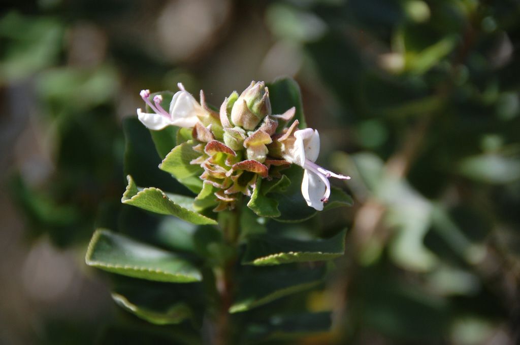 Syncolostemon flabellifolius
