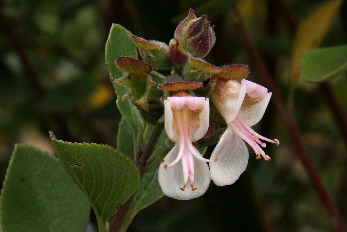 Syncolostemon flabellifolius