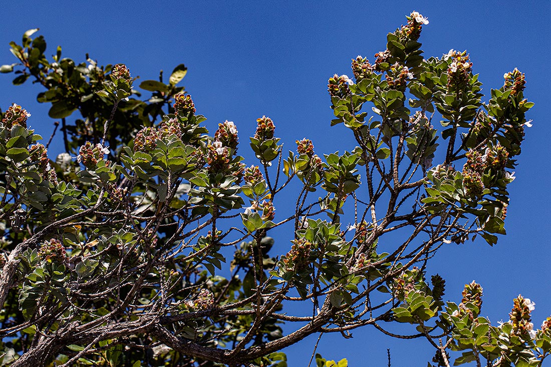 Syncolostemon flabellifolius
