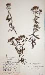 Haumaniastrum dissitifolium