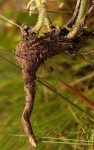 Haumaniastrum dissitifolium