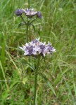 Haumaniastrum dissitifolium
