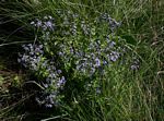 Haumaniastrum dissitifolium