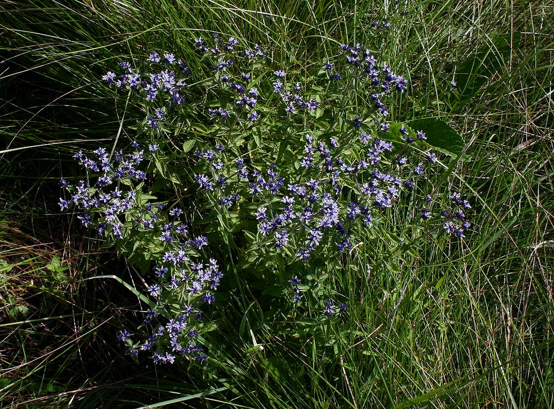 Haumaniastrum dissitifolium