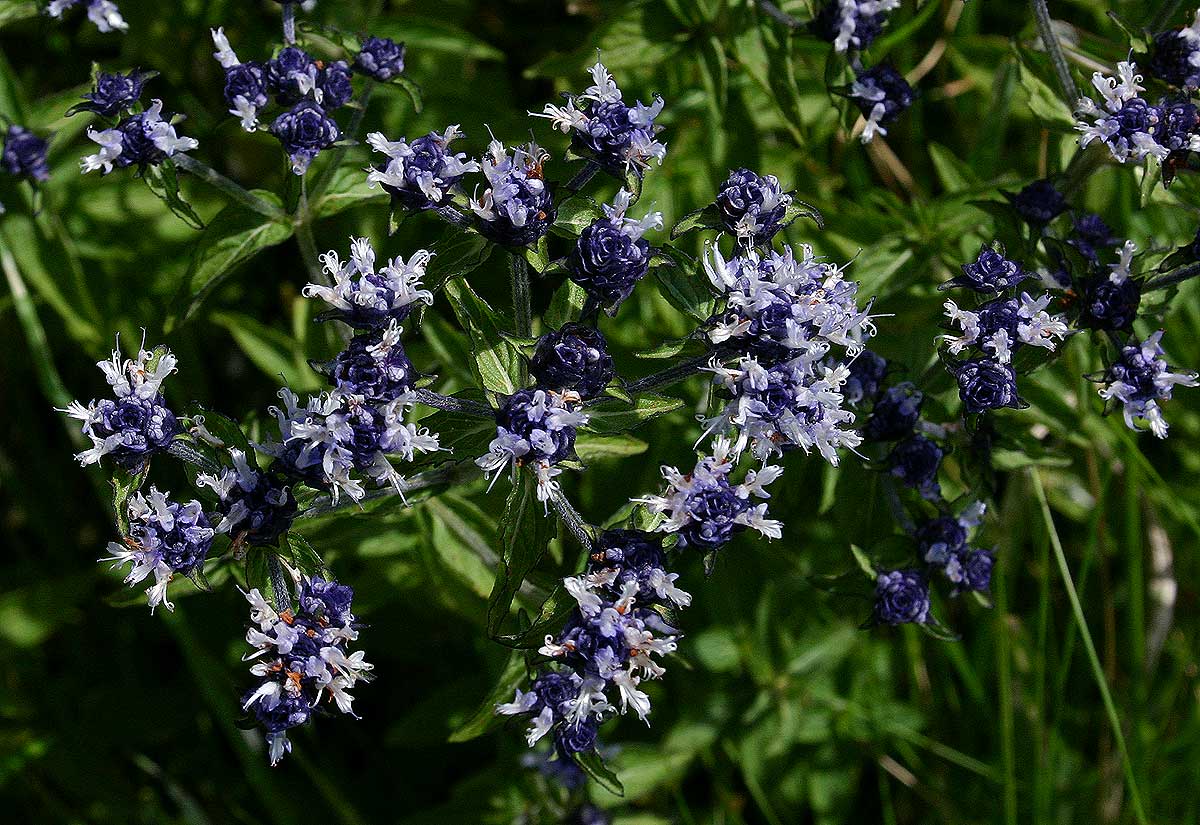 Haumaniastrum dissitifolium