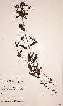 Haumaniastrum dissitifolium